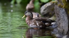 Nego što možete nahraniti patke na ribnjak da jedete patke